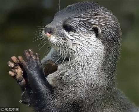 Asian Small-Clawed Otters Population – Telegraph