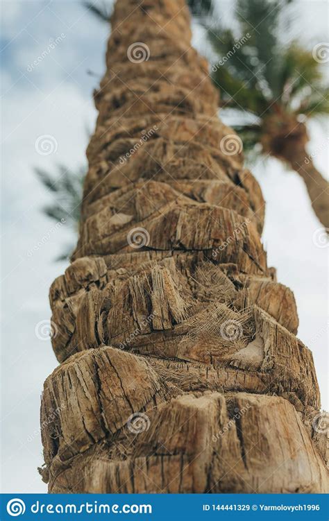 Texture Of Palm Tree Bark Beautiful Bark Pattern Close Up Stock Image