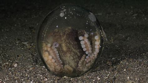 Discover Octopus Species, a story-driven footage | Artlist