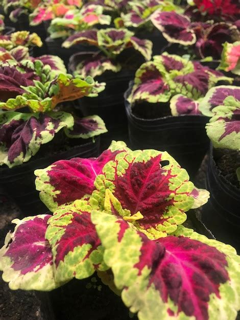 Hojas Vistosas Y Coloridas De Una Planta Llamada Coleus Foto Premium