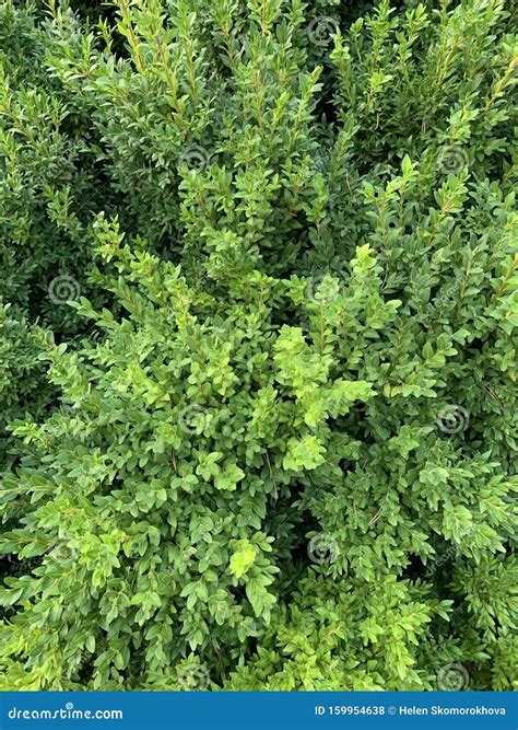 Green Leaves Wall Hedge As Background of Fresh Boxwood Buxus