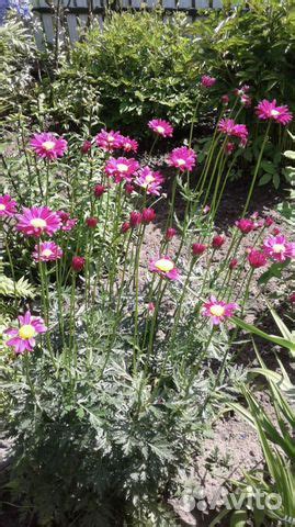 Ромашка садовая многолетняя купить в Сергиевом Посаде | Товары для дома ...