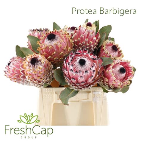 Protea Barbigera Freshcap Flower Exporter