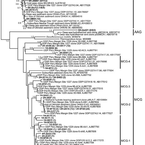 Neighbor Joining Tree Indicating The Phylogenetic Positions Of The