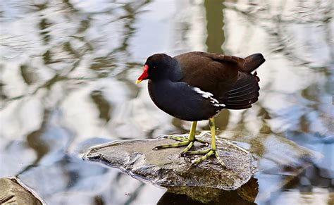 Quelles différences entre une foulque macroule et une poule d eau