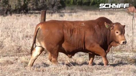 Lot 11 Schyff Beefmasters 2 Aug 2022 Youtube