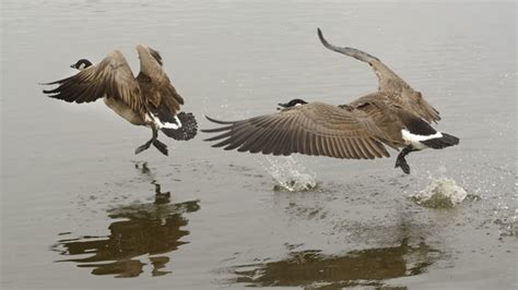 Wild goose chase | Idioms Meaning