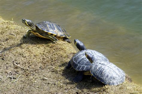 Las Tortugas Coloca Orilla Foto Gratis En Pixabay Pixabay