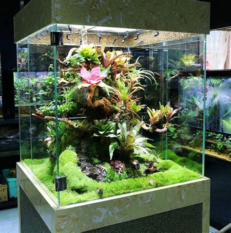 Tropical Vivarium Plants