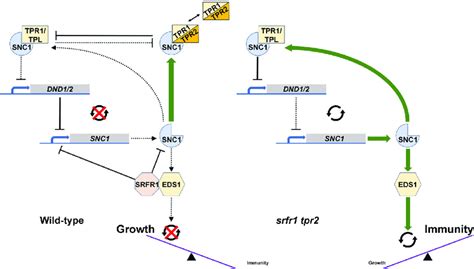 Model For Tpr And Srfr Functions In Snc Mediated Autoimmunity