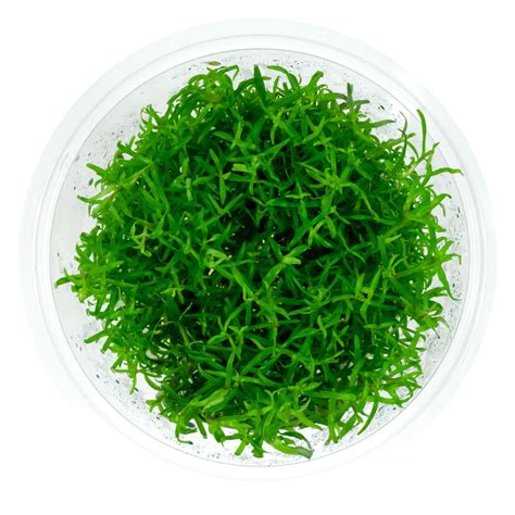 Pogostemon yatabeanus in vitro kubek 5cm rośliny akwarium24 pl