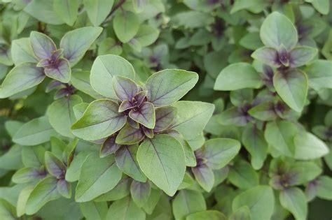 Tulsi ­ Holy Basil Permablitz Melbourne