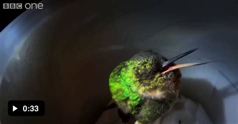 A Snoring Hummingbird 9GAG