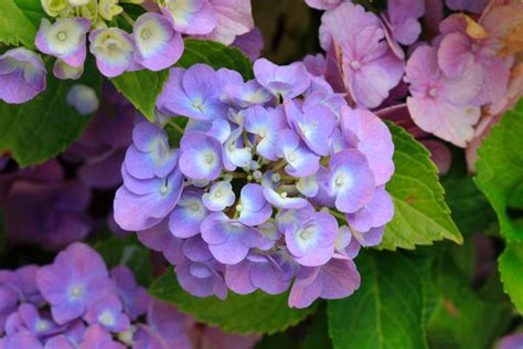 Hydrangea Images – Browse 221,719 Stock Photos, Vectors, and Video