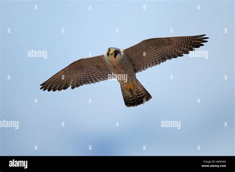 Peregrine Falcon Falco Peregrinus In Flight Stock Photo Alamy