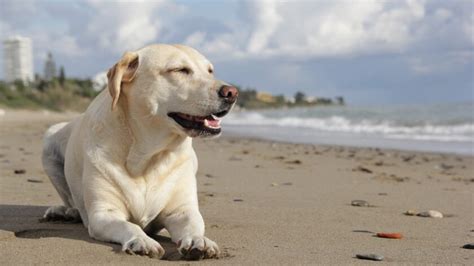 Le Migliori Spiagge Per Cani Nel Salento