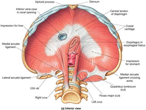 Central Tendon Of Diaphragm - cloudshareinfo