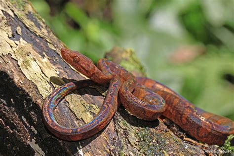 Ecuadorian Annulated Tree Boa Corallus Annulatus Blombergi Flickr