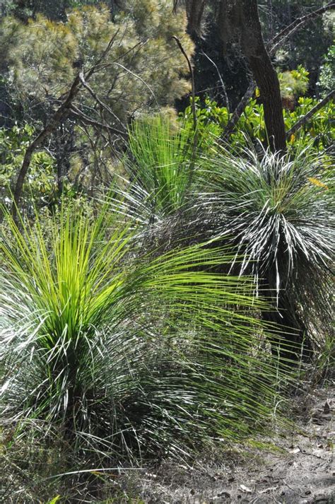 Australian Grass Trees with a Green Background Stock Image - Image of ...