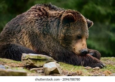 396 Brown Bear After Hibernation Images, Stock Photos & Vectors ...