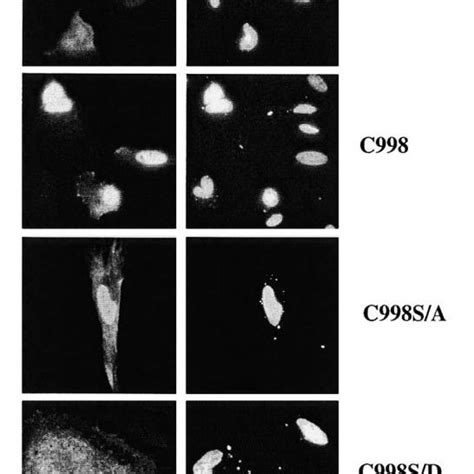 Localization Of The Cooh Terminal Domain Of Ahnak Fused To Egfp Is