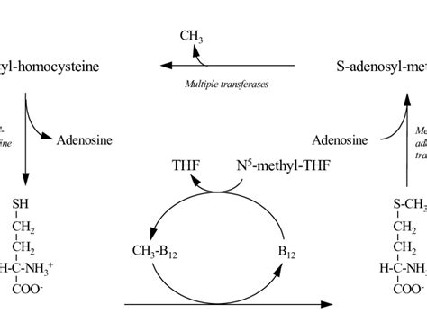 The Role Of Methylcobalamin In Methyl Transfer Download Scientific