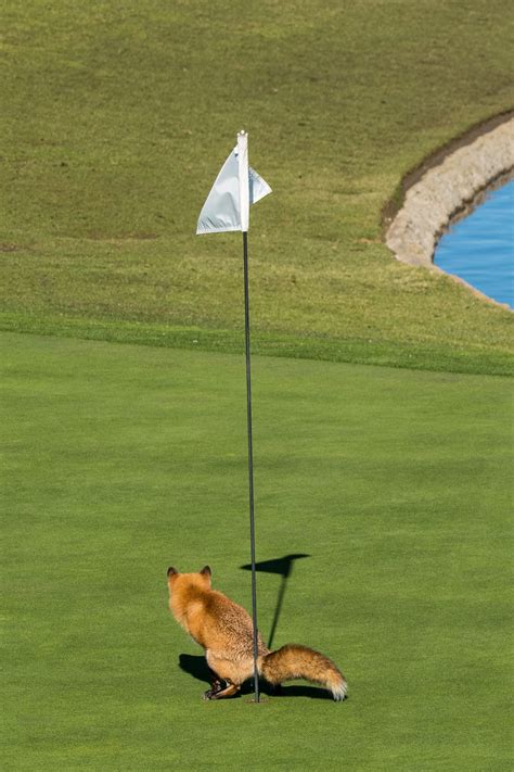 wildlife photography funny animal pictures 6