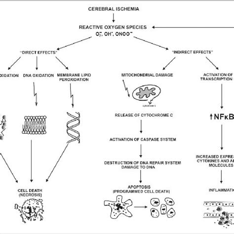 " Direct " and " indirect " effects of reactive oxygen species (ROS ...