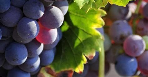 Le Vendite Dei Vini Di Provenza Sono Iniziate In Anticipo Wein Plus