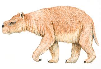 Giant wombat fossil unearthed - Australian Geographic