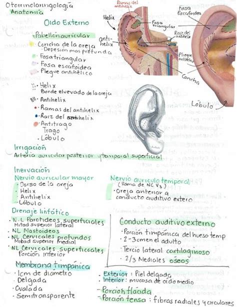 Anatomía otorrinolaringología Fer Yan Márquez uDocz