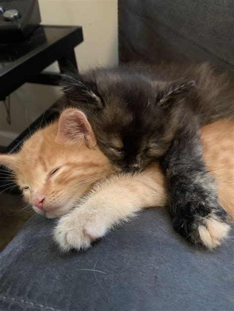 Kitten Siblings Hug Each Other R Catshuggingcats