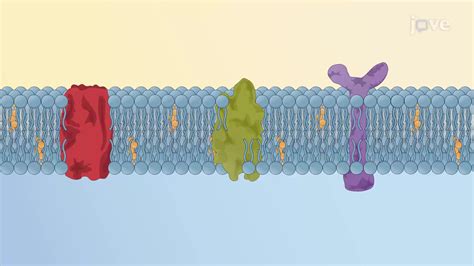 Cell Membrane: Integral and Peripheral Proteins | Biology | JoVe