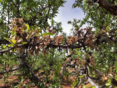 Plagas Y Enfermedades Del Almendro Gu A Completa