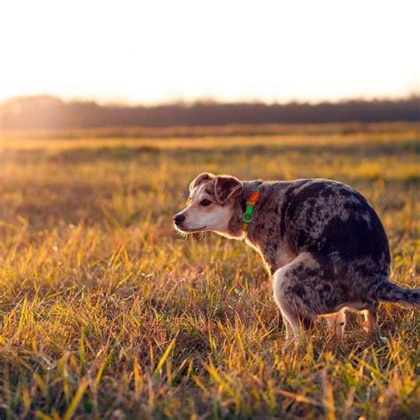 Diarrea En Cachorros Qué Hacer Recomendaciones