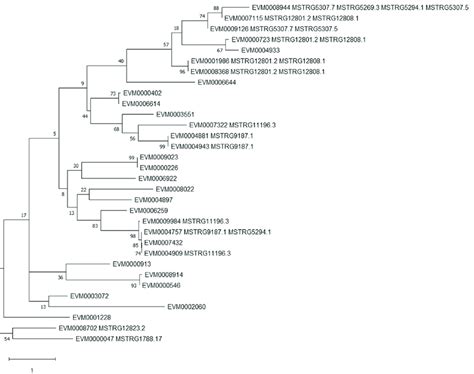 Phylogenetic Tree For The Small Heat Shock Proteins Hsp S Of