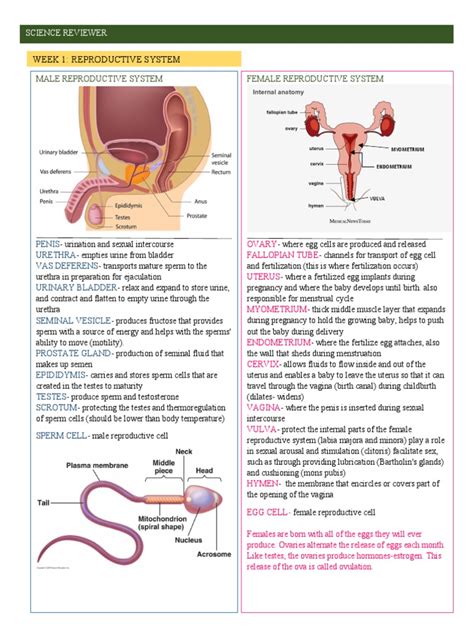 Sci10 Reviewer Pdf Sexually Transmitted Infection Reproductive System