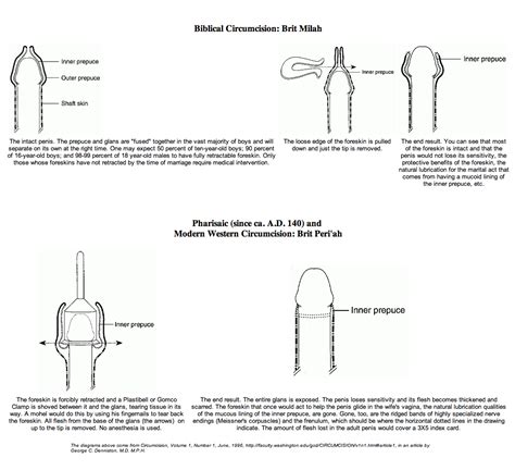 Diagram Circumcised Vs Uncircumcised Captain America Wallpap