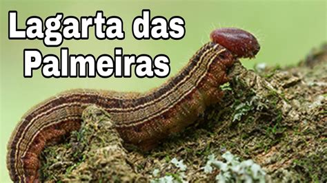 Lagarta Das Palmeiras Identificando Casulos Youtube