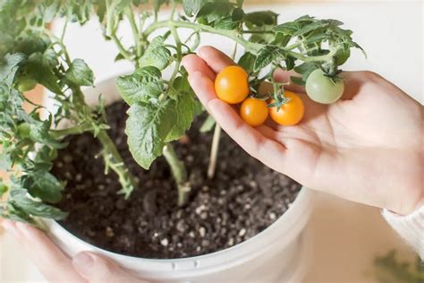 Delicious Tips For Growing Cherry Tomatoes In Pots