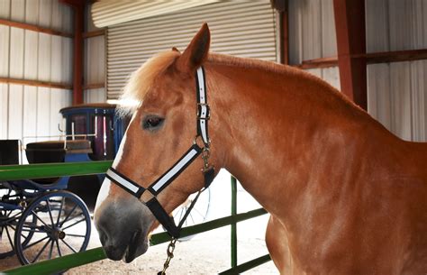 Belgian Draft Horse Belgian Draft Horse Draft Horses Horses