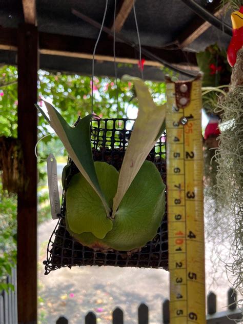 Staghorn Ferns Platycerium Alcicorne Africa Furniture Home Living