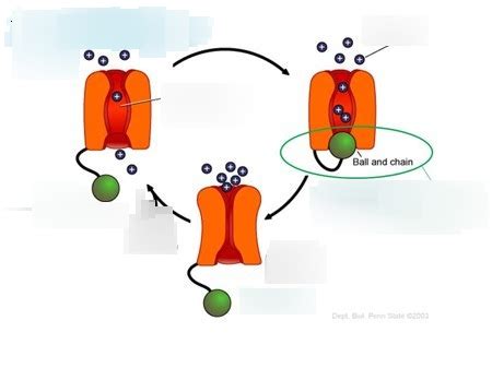 Nervous Tissue Part 5 (Voltage-Gated Channels) Diagram | Quizlet 