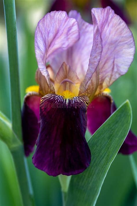 Iris Germanica Purple Flower in the Garden Design Stock Image - Image ...