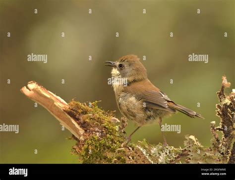 Scrubtit Acanthornis Magnus Adult Singing Cradle Mountain Lake St