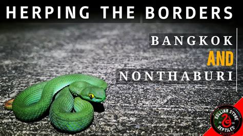 Snakes Of Thailand Nonthaburi Bangkok Herping The Border