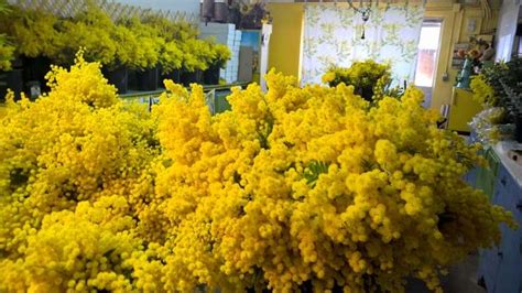 The magical Mimosa festivals of the south of France | South of france ...