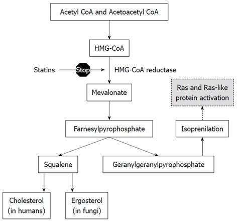 Statins As Antifungal Agents