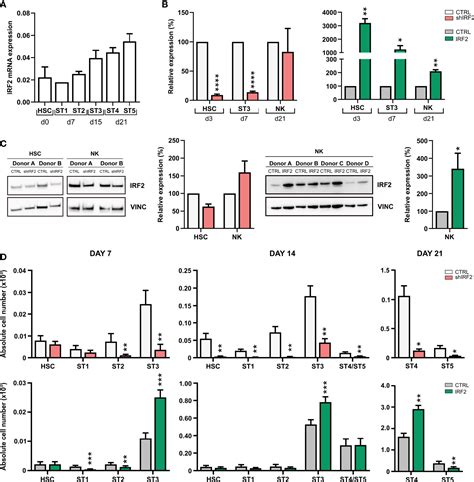 Frontiers IRF2 Is Required For Development And Functional Maturation