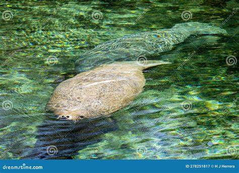 Manatee Poking Its Nose Out of the Water To Breathe Stock Image - Image ...